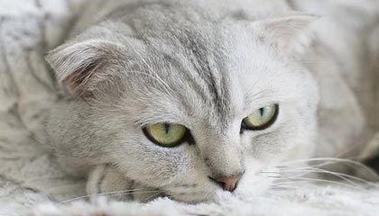 华体会hth平台-法国主场大胜，提前锁定小组第一，法国上一场比赛