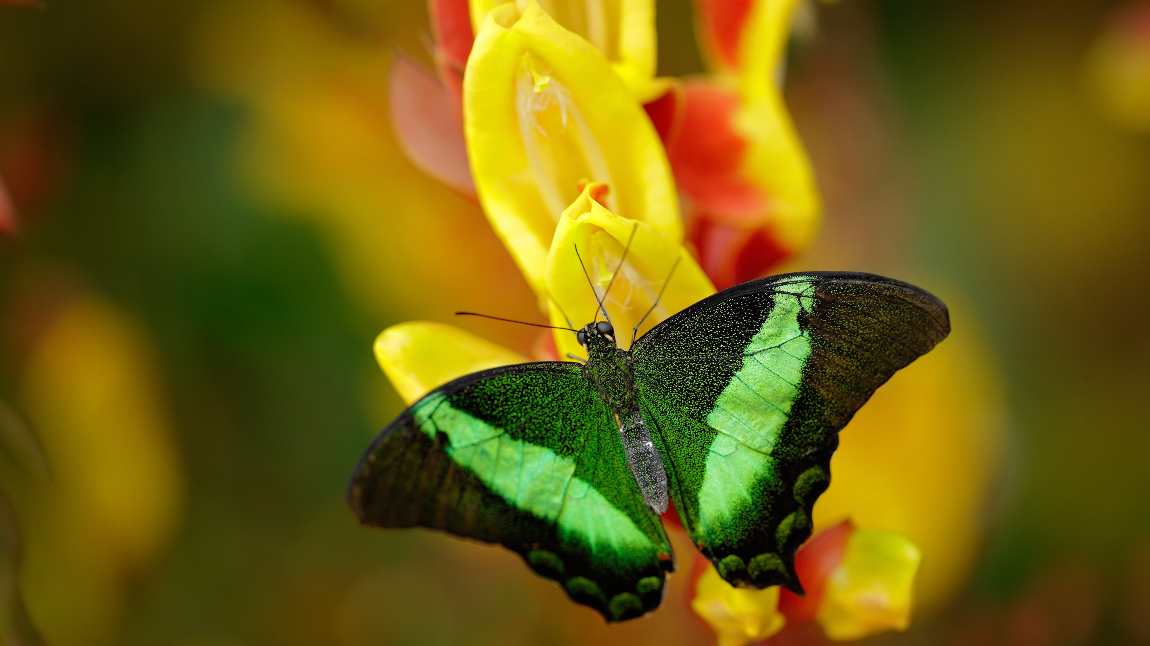 _自然攀岩探险:回归大山的纯粹运动_,自由攀岩第一人