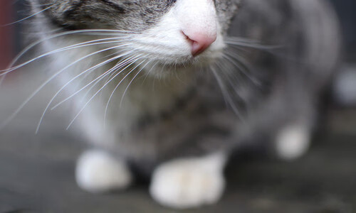 华体会hth官方网站下载-“每秒激燃：点燃每一场比赛的极致激情”