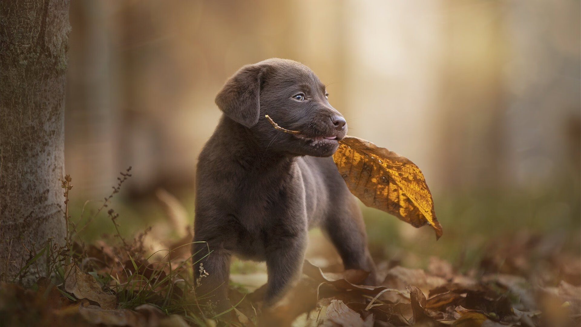 华体会在线下载-东部新贵步行者完成12连胜，冲击队史最长纪录，步行者东部排名