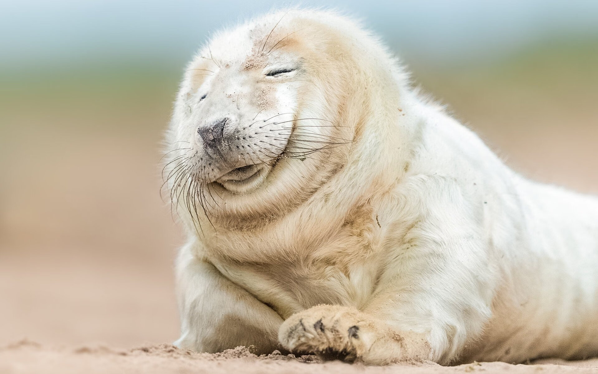 法甲联赛持续扩大国际影响,吸引全球关注,法甲联赛集锦