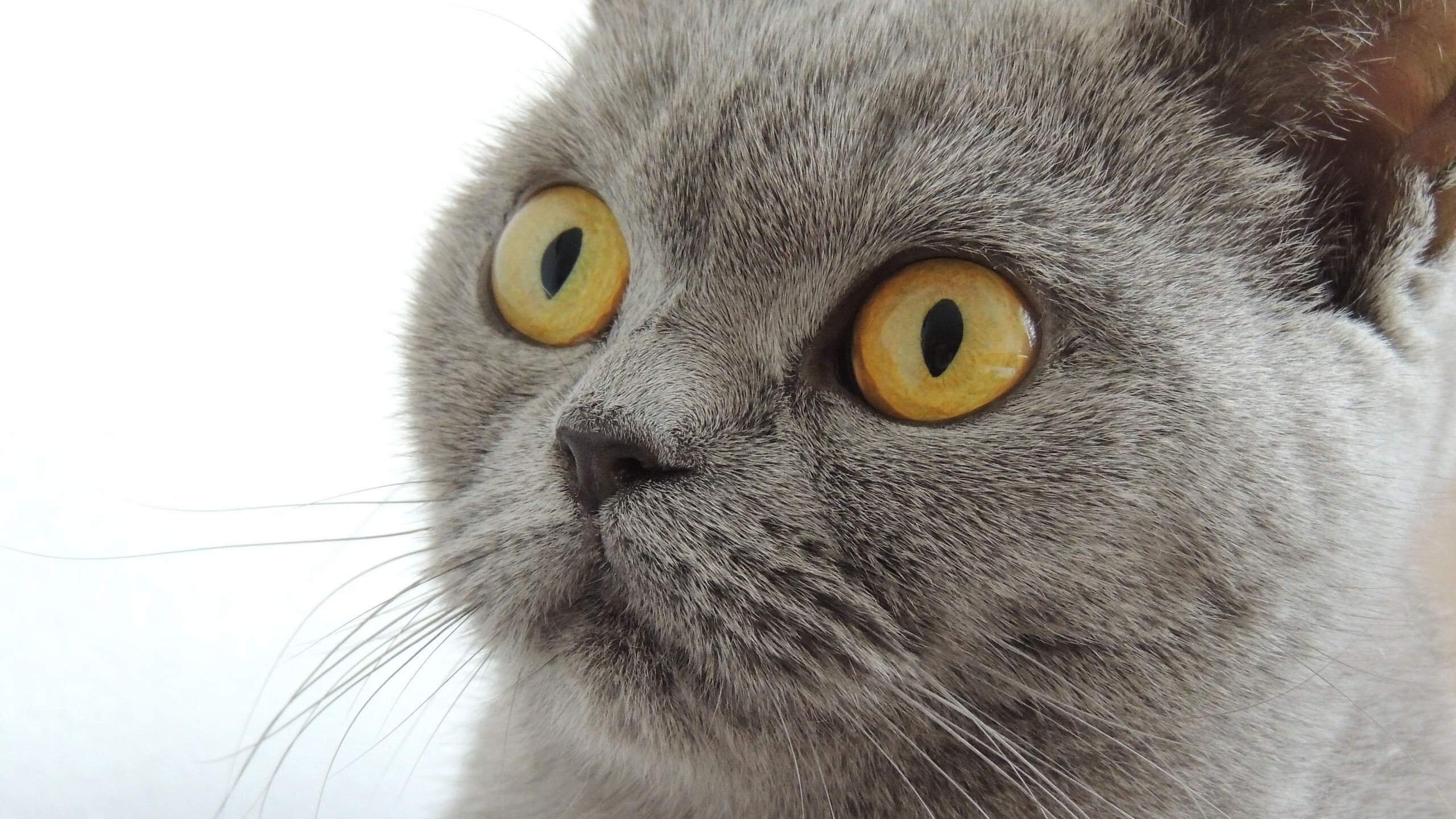 TL战队推出限量版队服,tl战队全称