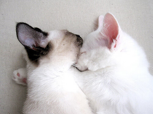 琉球黄金国王冲击联赛冠军,琉球王国王宫