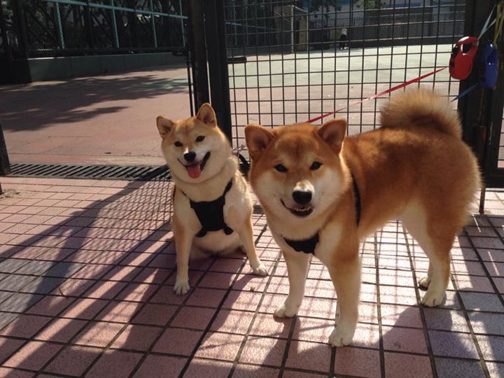 中国篮球青少年篮球发展趋势与挑战分析,中国青少年篮球训练大纲内容