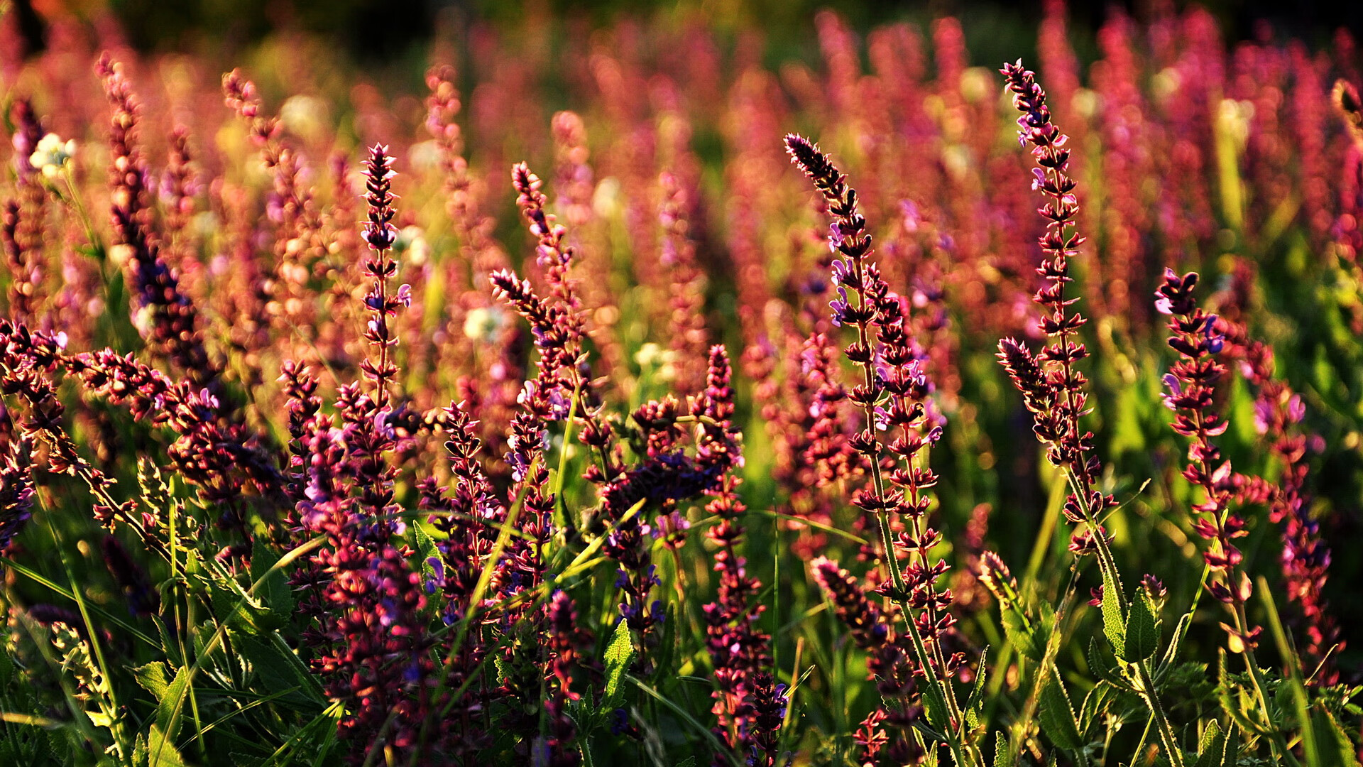 华体会hthapp注册-篮球运动员比赛数据采集技术创新及战术分析应用，篮球比赛数据录入