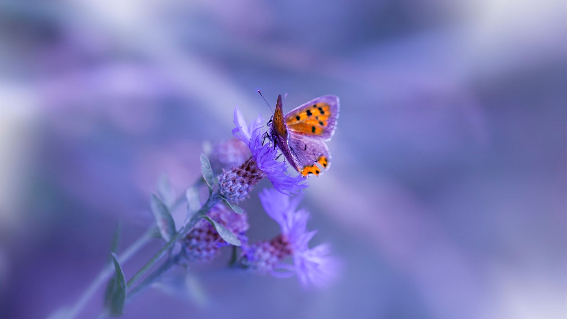 高校体育课程教学质量评估体系,高校体育课程教学质量评估体系研究