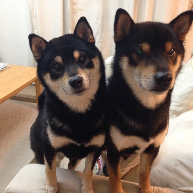 CBA球队实施科学恢复管理减少伤病率,cba恢复主客场了吗