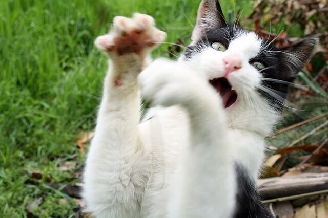 “新加坡泳池见证泳坛巨星!2025世界游泳锦标赛激烈开赛”