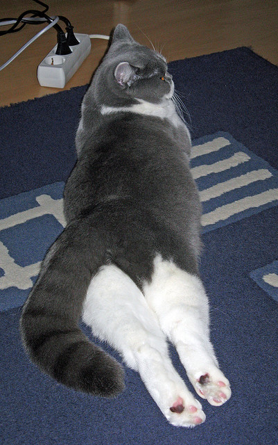 中国三人篮球女队优化反击起手方式,中国三人篮球女队员名单