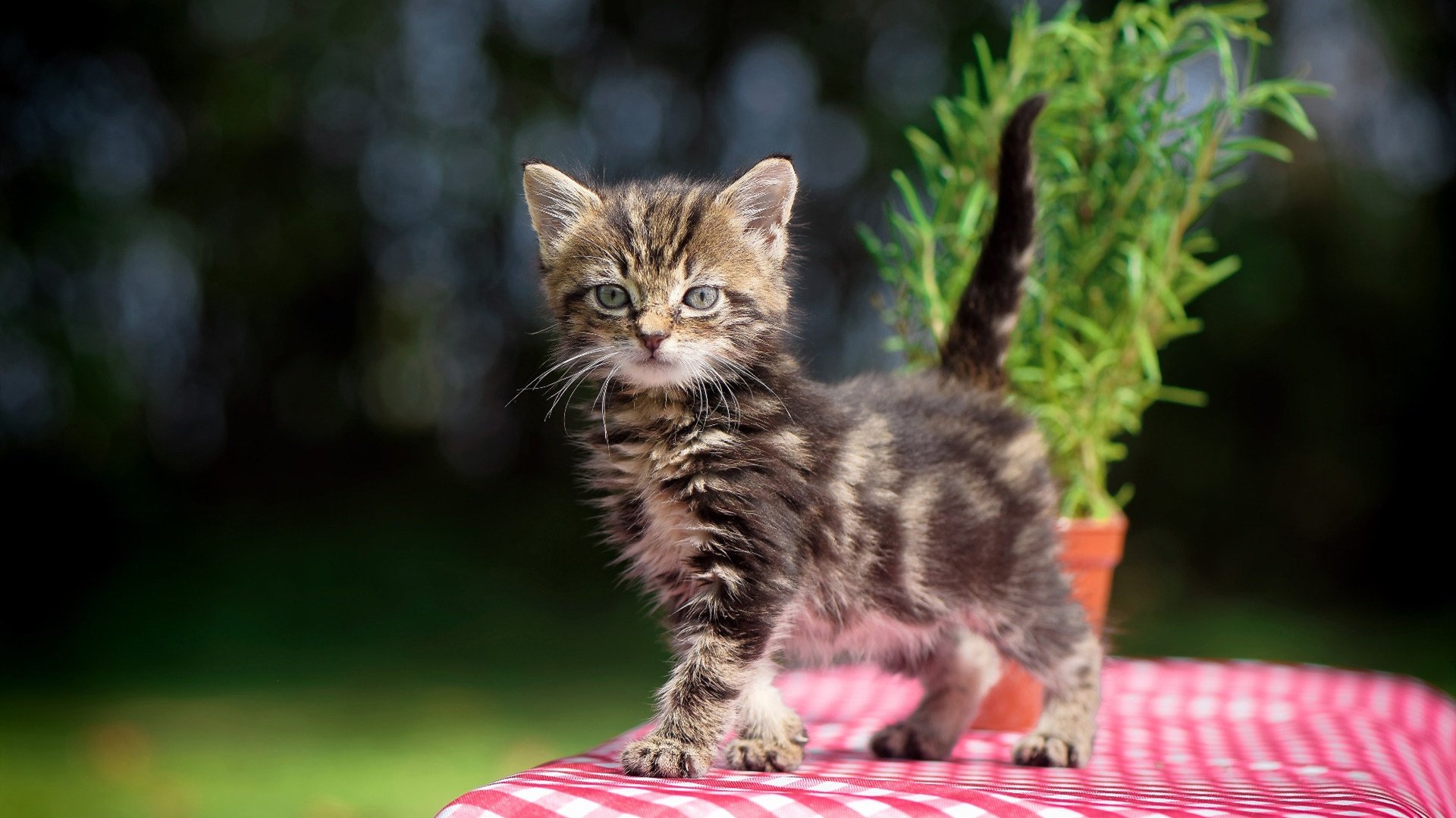 中超联赛中国足球战平 球员磨合渐入佳境,中超 队伍