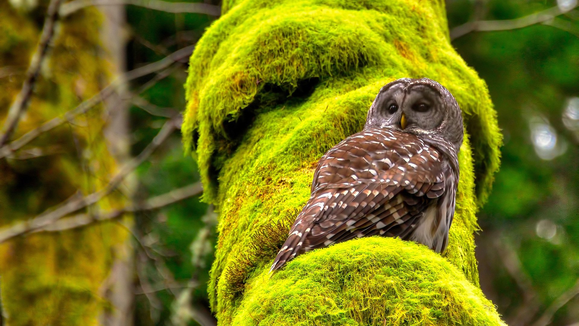 加拿大队在国际乒联混合团体世界杯中的未来潜力与发展空间,加拿大乒乓球混双名单