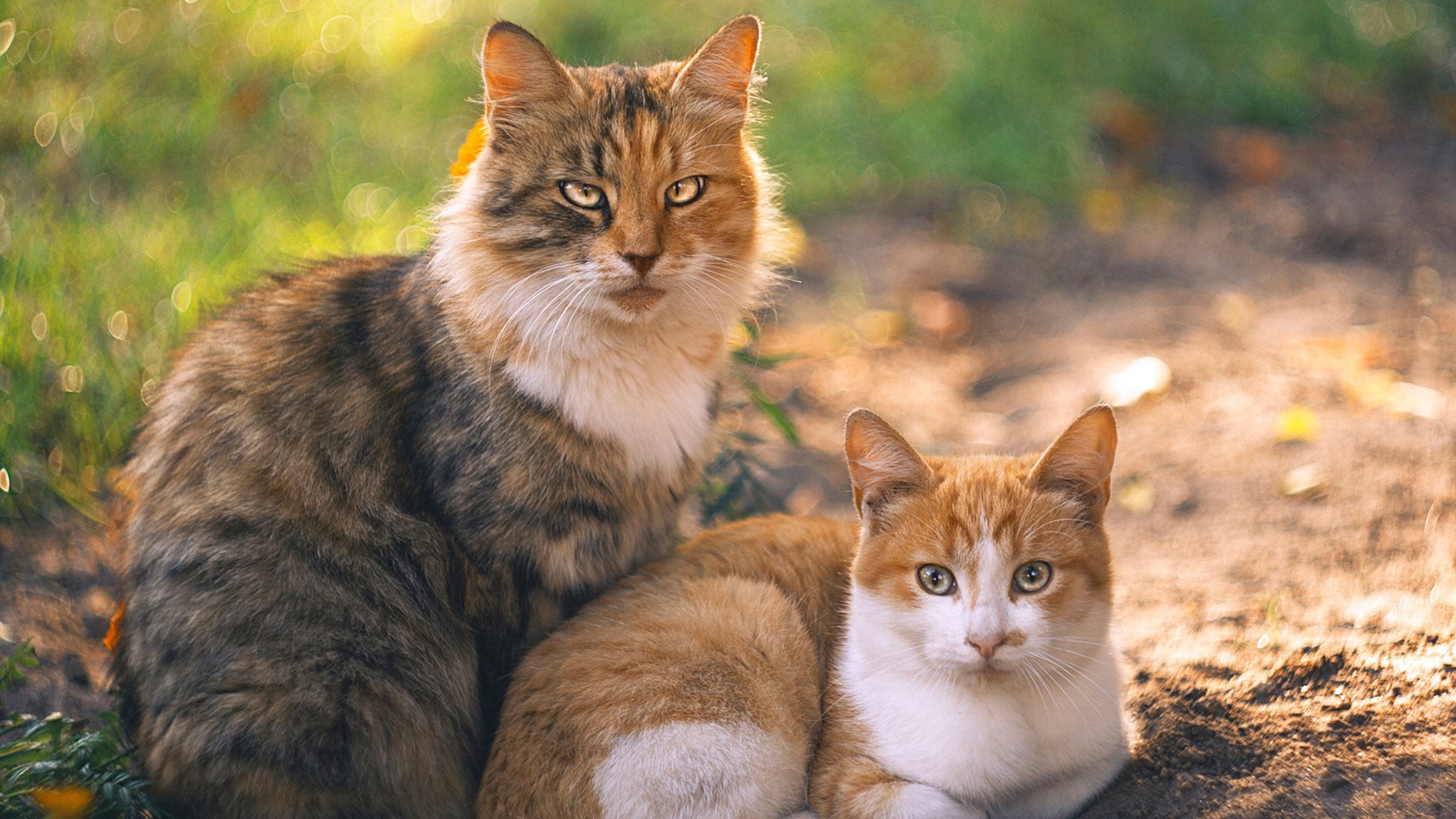 华体会hth登录-广东队外援逐渐适应体系打出高效表现，广东队的外援去哪里了