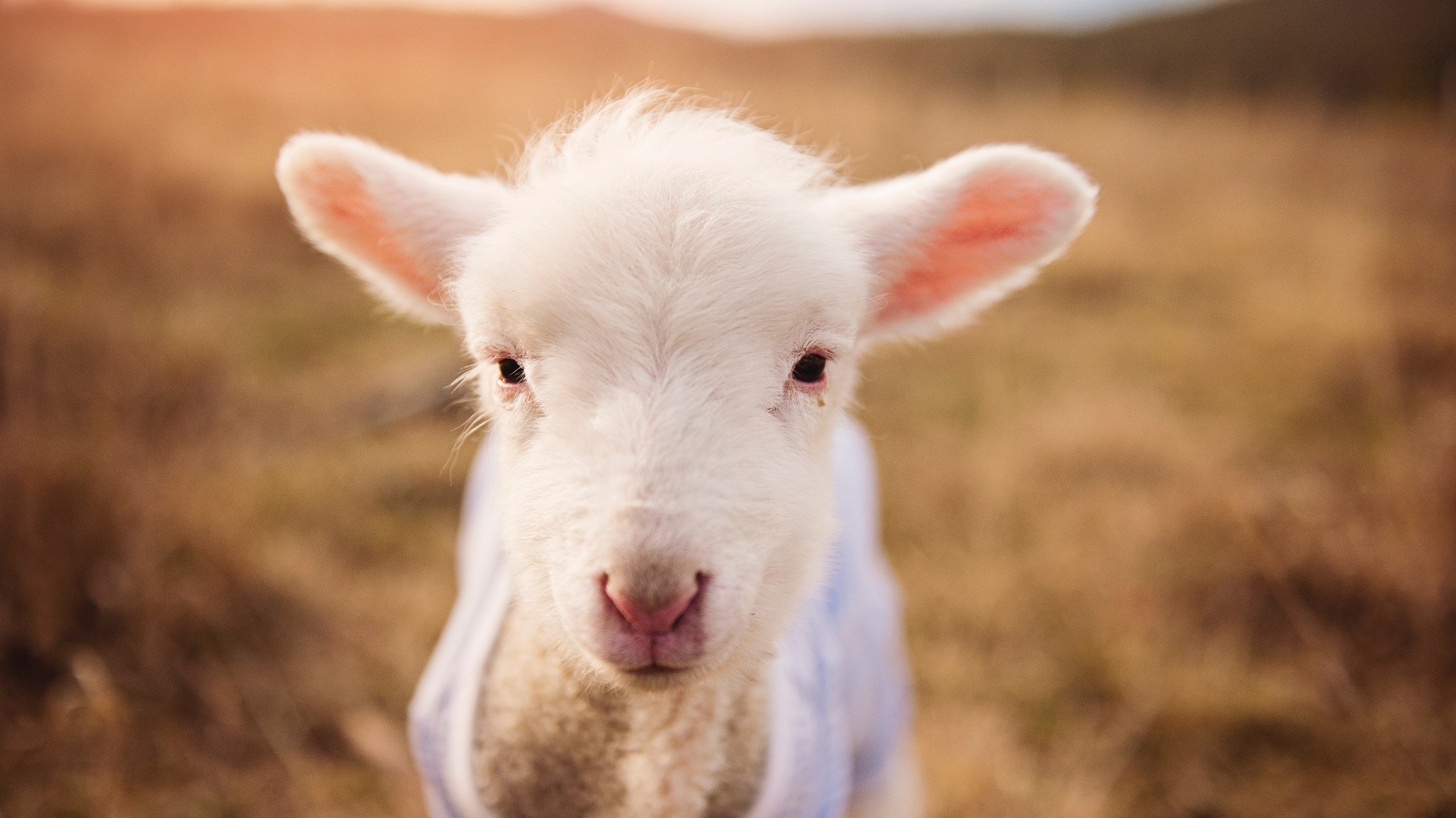 华体会hthapp注册-东契奇带伤出战独行侠球队重返前八，nba独行侠球员东契奇是哪个国家