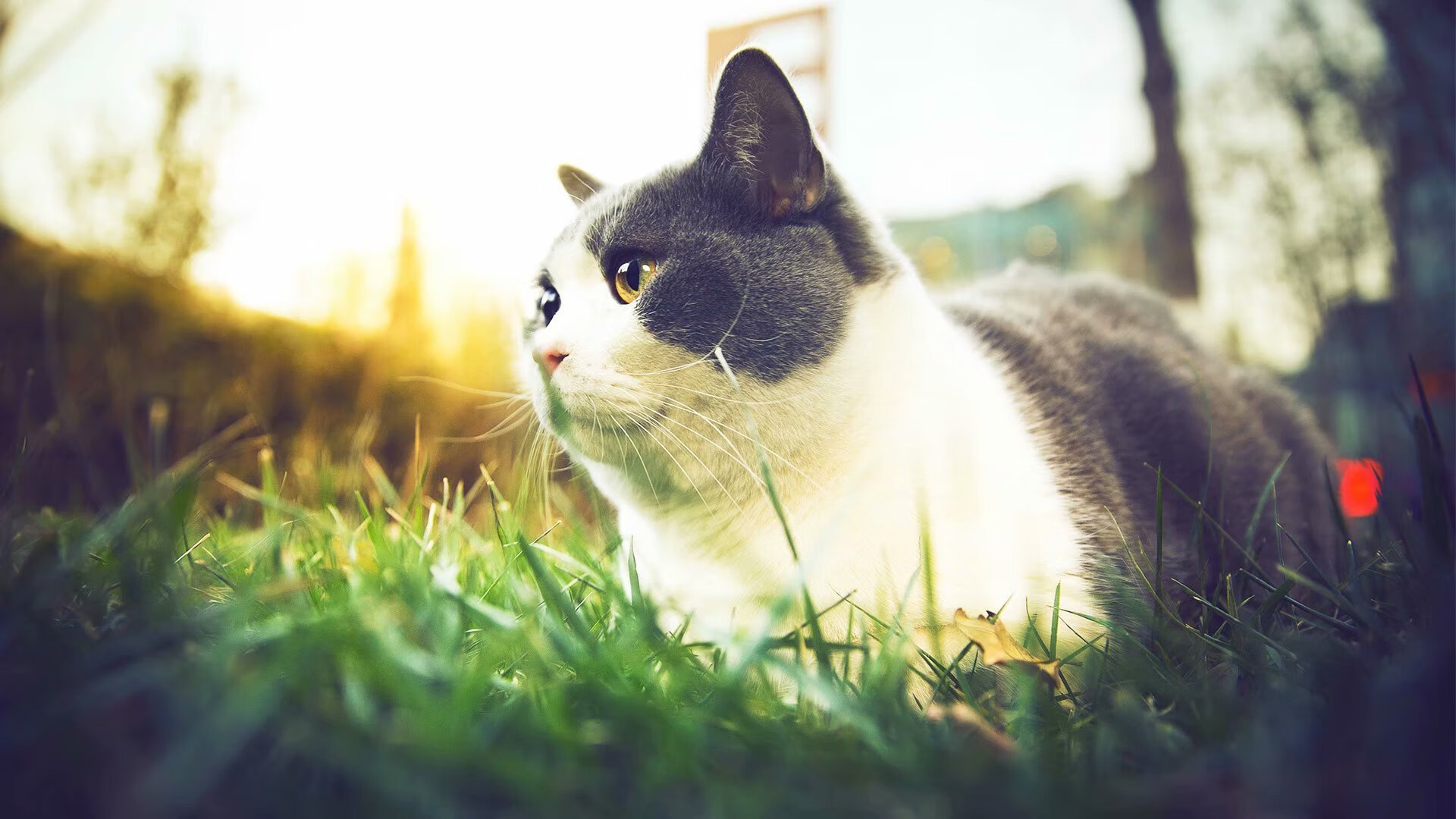 巴尔:全黑队中场的“精确传球手”,为球队创造了无数进攻机会