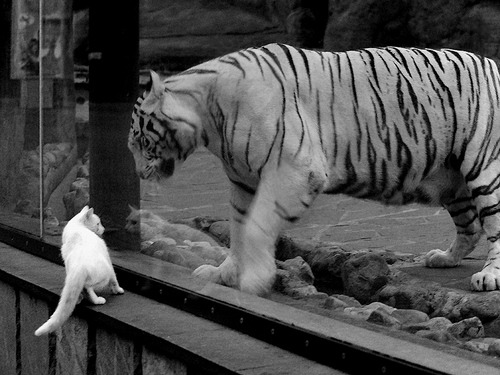 华体会hth登录-职业球员退役后转型教练比例逐年上升经验传承明显，职业球员退役年龄